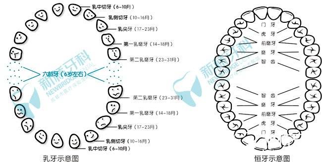 乳牙示意图+恒牙示意图